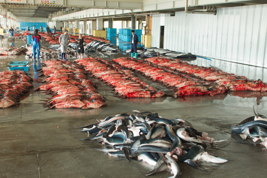 鮫の並ぶ市場