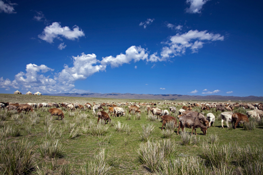 新疆ウイグル自治区の草原