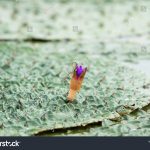 stock-photo-gordon-euryale-in-blooming-purple-flower-of-beautiful-prickly-water-lily-herbaceous-aquatic-1179598612