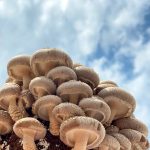 1_shiitake