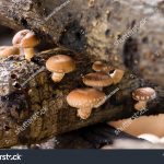 stock-photo-shiitake-mushrooms-growing-in-logs-1652605132